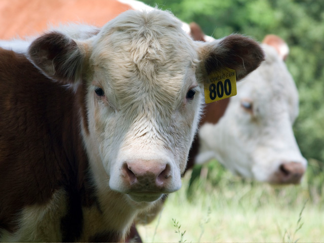 Why some calves are born healthy and thrive, and others don&#039;t, can be a complex question. (DTN/Progressive Farmer photo by Claire Vath)